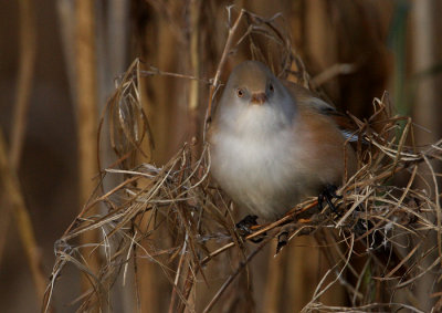 Bearded Reedling (Panurus biarmicus), Skäggmes