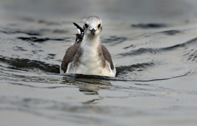 Sabine's Gull (Larus sabini), Tärnmås