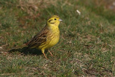 Yellowhammer (Emberiza citrinella), Gulsparv