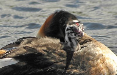 Great Crested Grebe (Podiceps cristatus), Skäggdopping