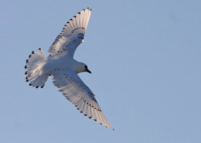 Ivory Gull (Pagophila eburnea), Ismås
