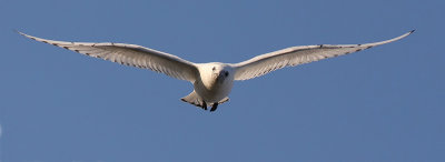 Ivory Gull (Isms)