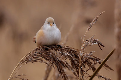Bearded Reedling (Panurus biarmicus), Skäggmes
