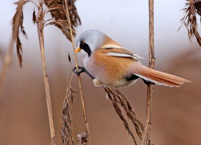 Bearded Reedling (Panurus biarmicus), Skäggmes