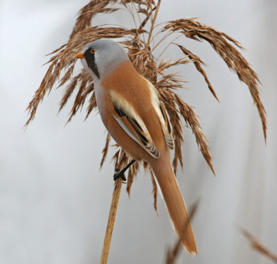 Bearded Reedling (Panurus biarmicus), Skäggmes