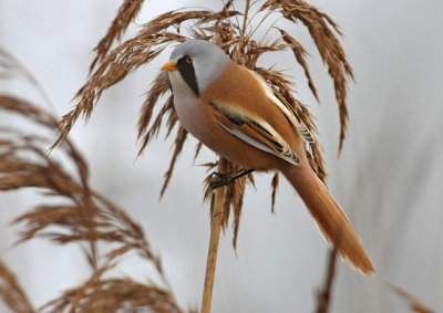 Bearded Reedling (Panurus biarmicus), Skäggmes