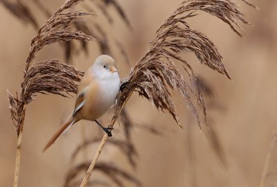 Bearded Reedling (Panurus biarmicus), Skäggmes