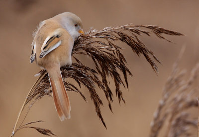 Bearded Reedling (Panurus biarmicus), Skäggmes
