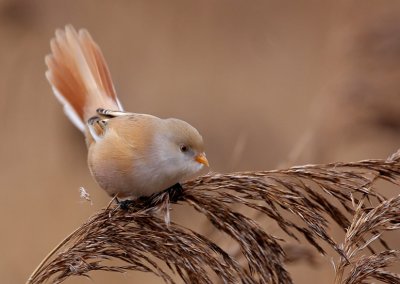 Bearded Reedling (Panurus biarmicus), Skäggmes