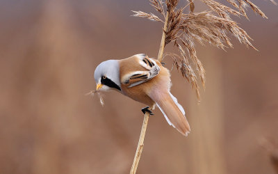 Bearded Reedling (Panurus biarmicus), Skäggmes