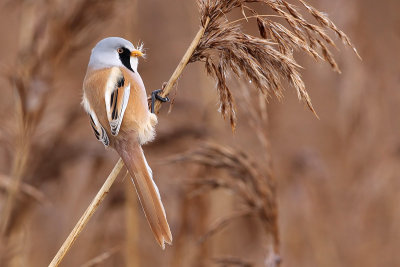 Bearded Reedling (Panurus biarmicus), Skäggmes