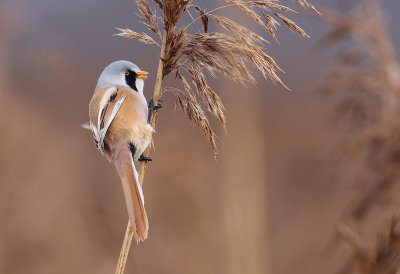 Bearded Reedling (Panurus biarmicus), Skäggmes
