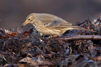 Buff-Bellied Pipit  (Anthus rubescens), Hedpiplrka