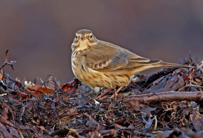 Buff-Bellied Pipit  (Anthus rubescens), Hedpiplrka