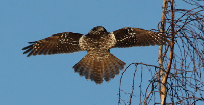 Northern Hawk Owl (Surnia ulula), Hkuggla