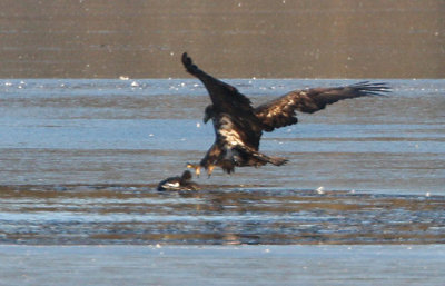 White-tailed Eagle (Haliaeetus albicilla), Havsörn