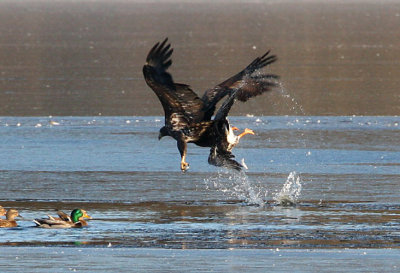 White-tailed Eagle (Haliaeetus albicilla), Havsörn