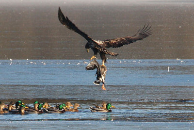 White-tailed Eagle (Haliaeetus albicilla), Havsörn