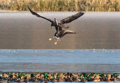 White-tailed Eagle (Haliaeetus albicilla), Havsörn