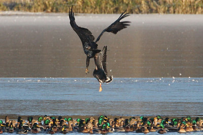 White-tailed Eagle (Haliaeetus albicilla), Havsörn