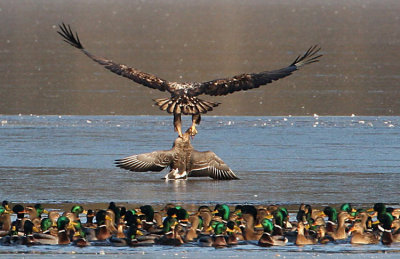 White-tailed Eagle (Haliaeetus albicilla), Havsörn