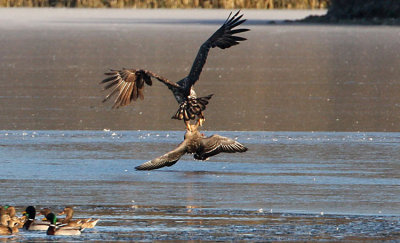 White-tailed Eagle (Haliaeetus albicilla), Havsörn