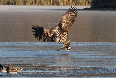 White-tailed Eagle (Haliaeetus albicilla), Havsörn