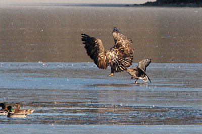 White-tailed Eagle (Haliaeetus albicilla), Havsörn