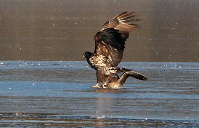 White-tailed Eagle (Haliaeetus albicilla), Havsörn