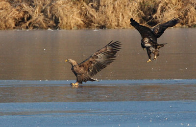 White-tailed Eagle (Haliaeetus albicilla), Havsörn