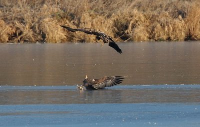 White-tailed Eagle (Haliaeetus albicilla), Havsörn