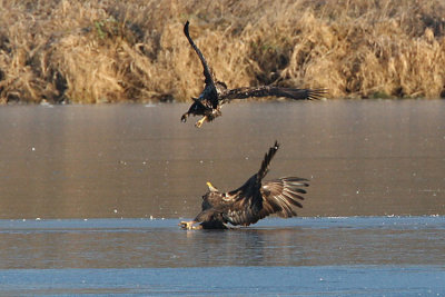 White-tailed Eagle (Haliaeetus albicilla), Havsörn