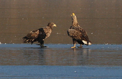 White-tailed Eagle (Haliaeetus albicilla), Havsörn