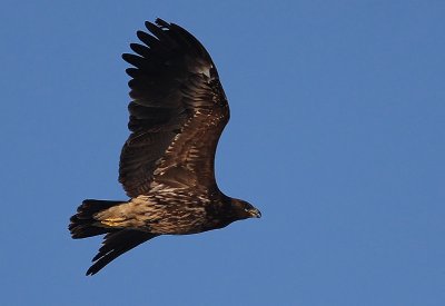 Greater Spotted Eagle (Aquila clanga), Strre skrikrn