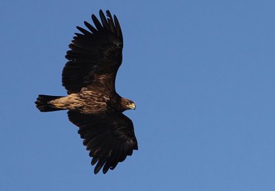 Greater Spotted Eagle (Aquila clanga), Större skrikörn, Havgårdssjön-09