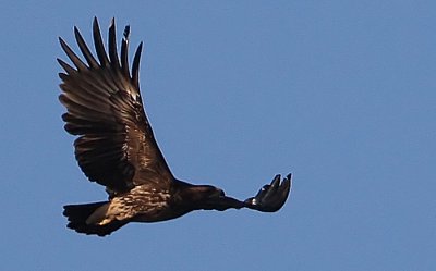 Greater Spotted Eagle (Aquila clanga), Strre skrikrn