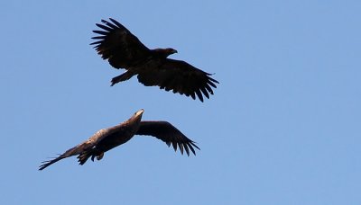 Greater Spotted Eagle (Aquila clanga), Strre skrikrn