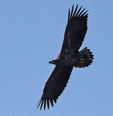 White-Tailed Eagle (Haliaeetus albicilla), Havsrn