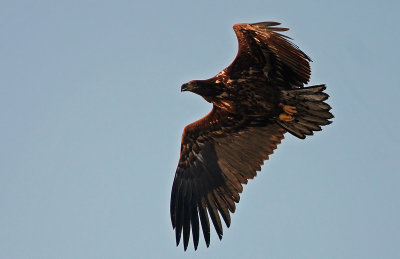 White-Tailed Eagle (Haliaeetus albicilla), Havsörn