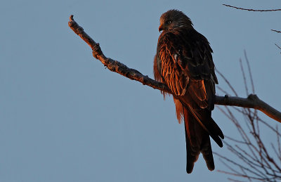 Red Kite (Milvus milvus), Glada