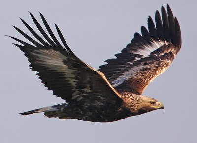 Golden Eagle (Aquila chrysaetos), Kungsrn