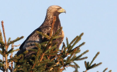 Golden Eagle (Aquila chrysaetos), Kungsrn