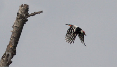 White-backed Woodpecker (Vitryggig hackspett)