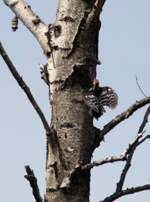 White-backed Woodpecker (Dendrocopos leucotos)