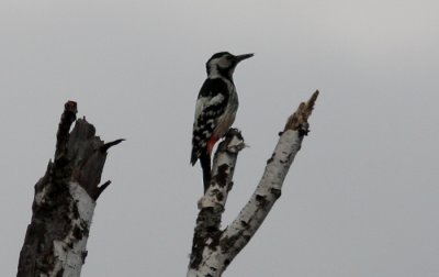 White-backed Woodpecker (Dendrocopos leucotos)