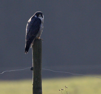 Peregrine Falcon (Falco pergerinus), Pilgrimsfalk