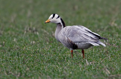 Bar-Headed Goose (Anser indicus), Stripgs