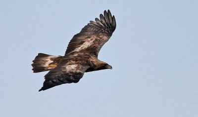 Golden Eagle (Aquila crysaetos), Kungsrn