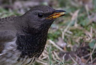 Black-Throated Thrush(Turdus ruficollis), Taigatrast