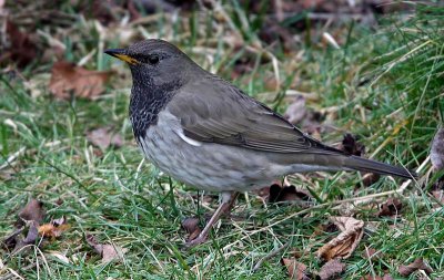 Black-Throated Thrush(Turdus ruficollis), Taigatrast